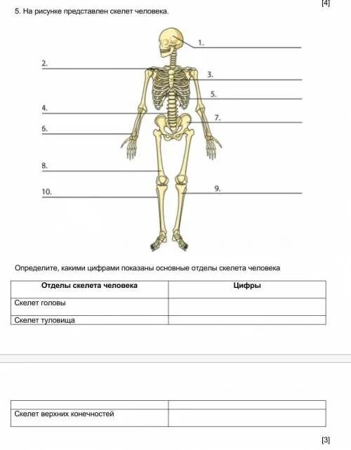 Скелет человека схема. Скелет человека с цифрами. Скелет человека рисунок с цифрами.