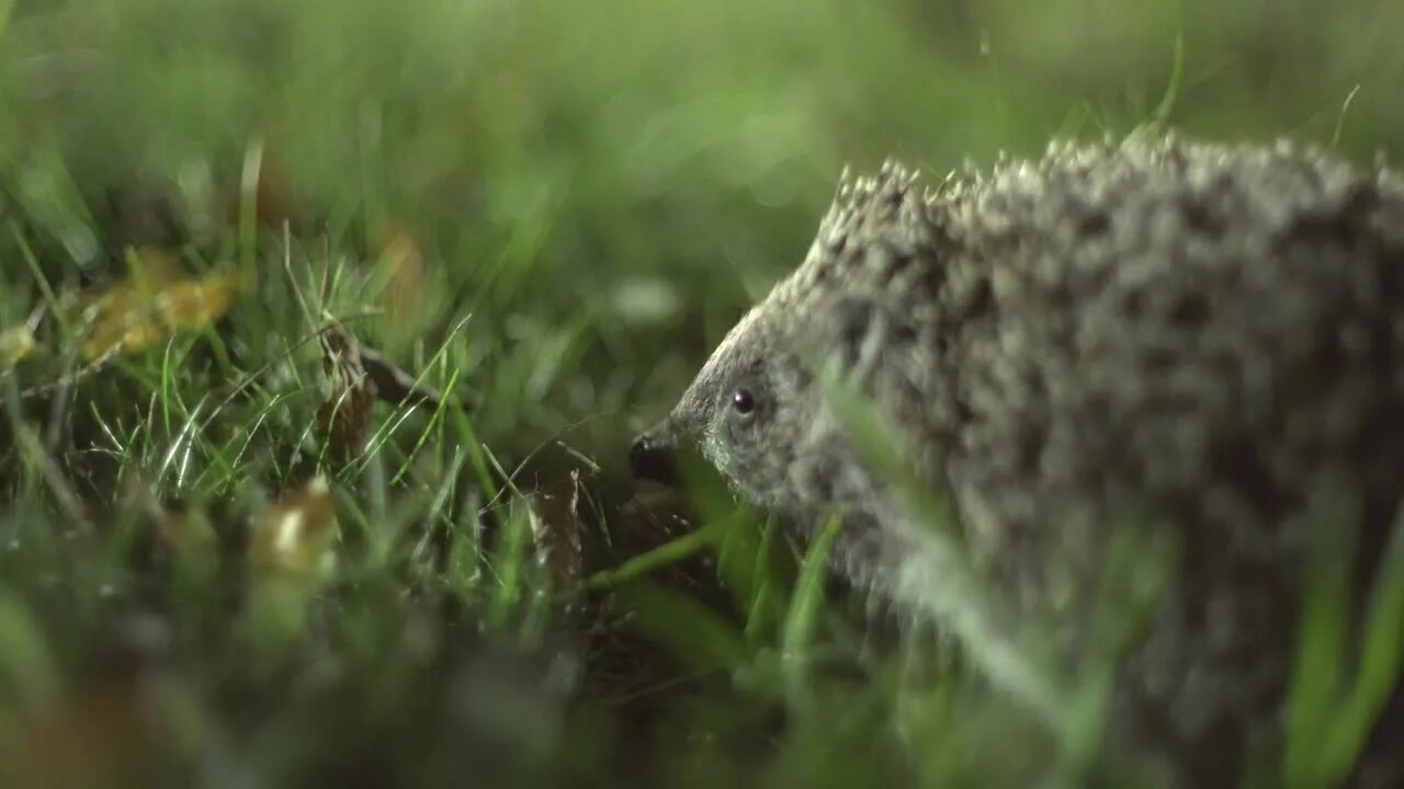 Прогулка ежей