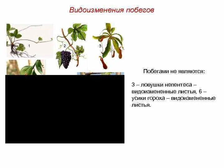 Видоизменением побега является. Видоизменения побегов усики. Видоизменения листьев усики. Видоизменение побегов усики горох.