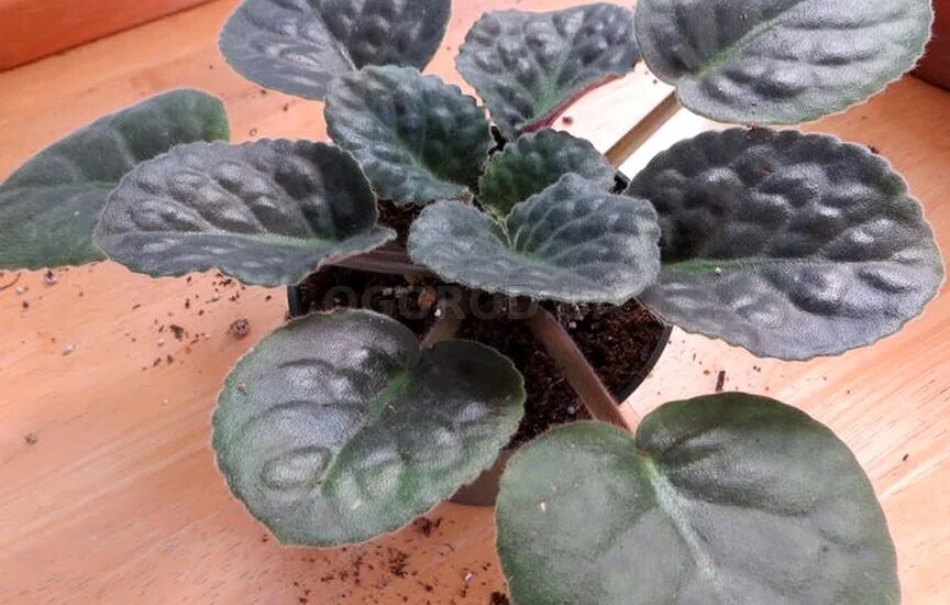 Фиалка с длинными стеблями. Фиалка эйва. Фиалка после цветения. Фиалка гули. Фиалка полив снизу.