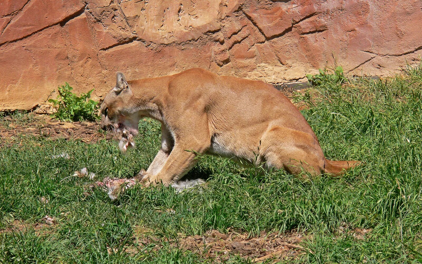 Пума нападает. Puma concolor puma. пума конколор кугуар. пума с добычей. пума в прыжке.