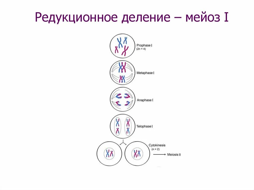 Фазы деления мейоза. Первое деление мейоза фазы. Деление клетки мейоз 1 фазы. Фазы деления клетки мейоз рисунок. Что образуется в результате митоза