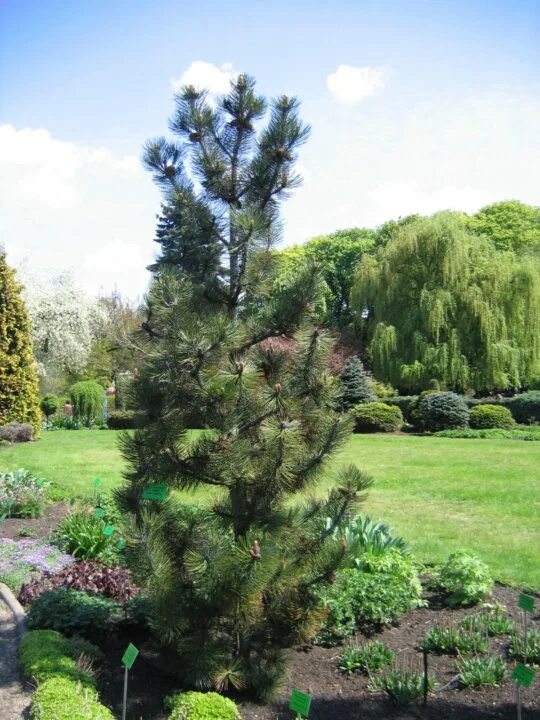 Pinus heldreichii
