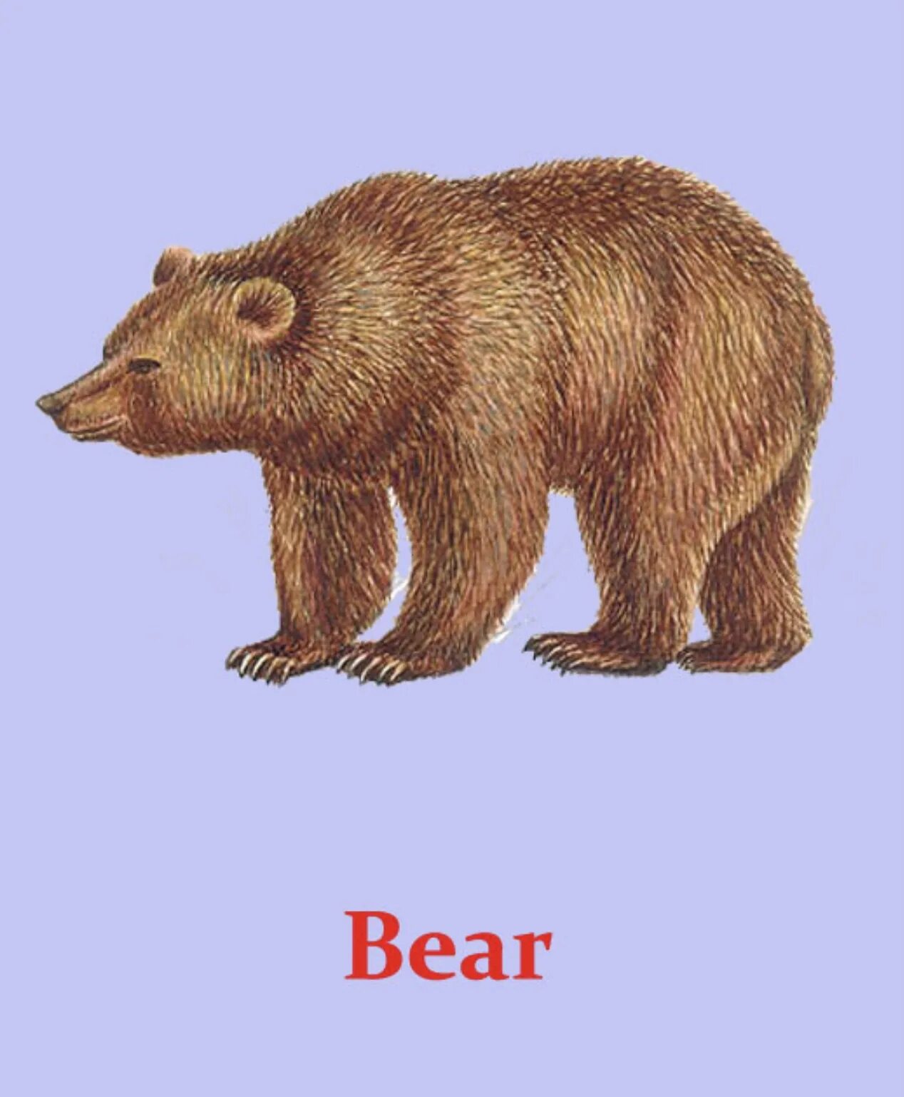 Дикие животные. Дикие животные картинки для детей. Медведь карточка для детей. Дикие животные карточки для детей.