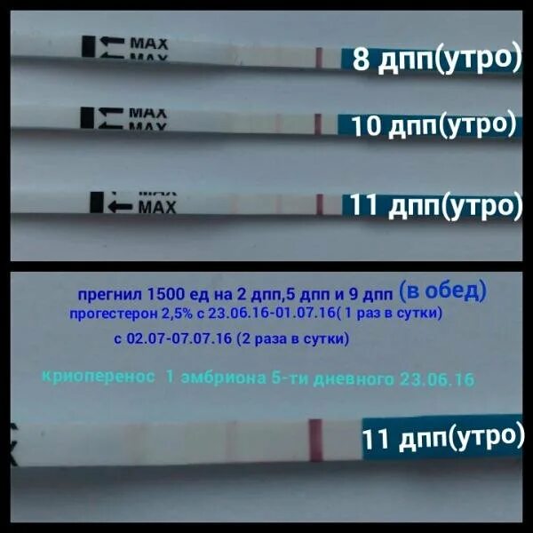 После подсадки эмбрионов тест отрицательный. Тесты после подсадки эмбрионов. тесты после криопереноса. тесты после переноса эмбрионов. тесты дпп пятидневок.
