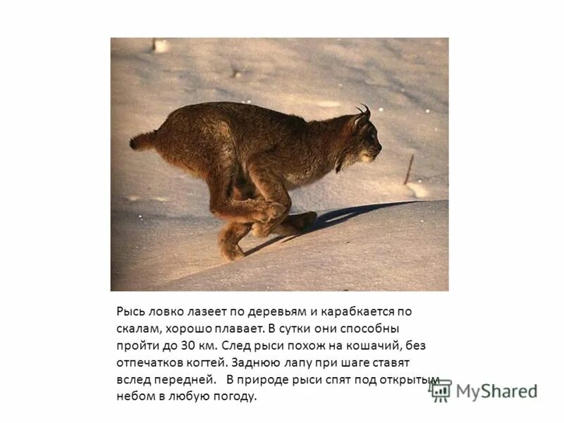 Доклад про рысь. Презентация на тему рысь. Рысь презентация. Как передвигается рысь. Рассказ про рысь 2 класс окружающий мир.