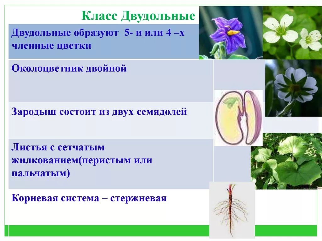 Двудольные Таксон. Семейства классы двудольные. Однодольные — Liliopsida. Семейства однодольных и двудольных растений.