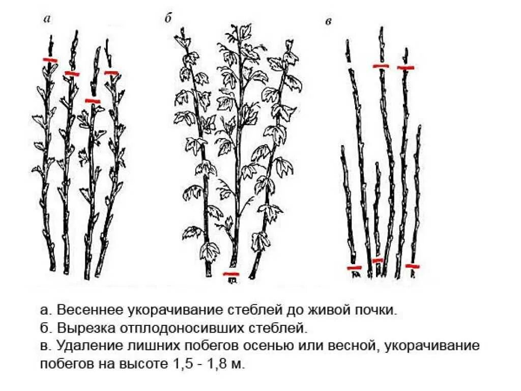 Обрезка малины весной схема. Схема обрезания малины ремонтантной. Подрезка малины весной схема. Обрезка ремонтантной малины осенью схема. Обрезка черноплодной рябины