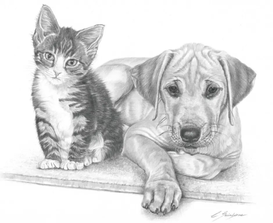 Кошечки собачки рисовать. Зарисовки домашних животных. Кошка и собака рисунок. Раскраски котики и собачки. Наброски домашних животных.