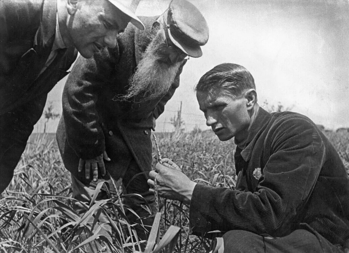 Эксперименты лысенко. Лысенко агроном. лысенко ссср. лысенко генетика.