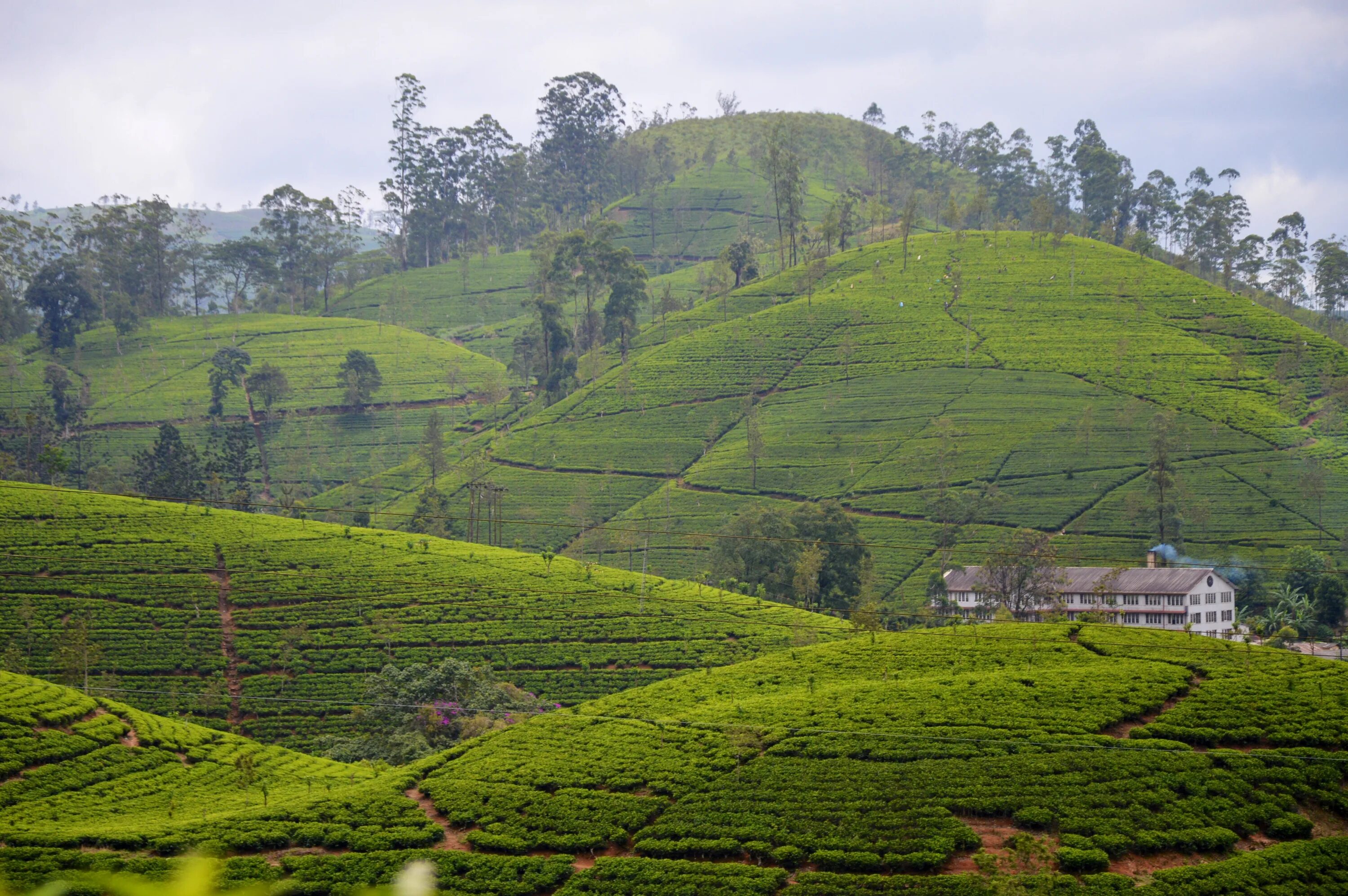 Шри Ланка Цейлон. Горы чайные плантации Шри Ланка. Sri Lanka Цейлон. Хаттон Шри Ланка. Республика шри