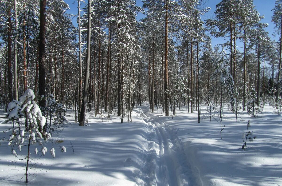 лес в уручье. сосновый бор марий эл природа. сосновый лес каялов бор. лес в уручье. лес в уручье.