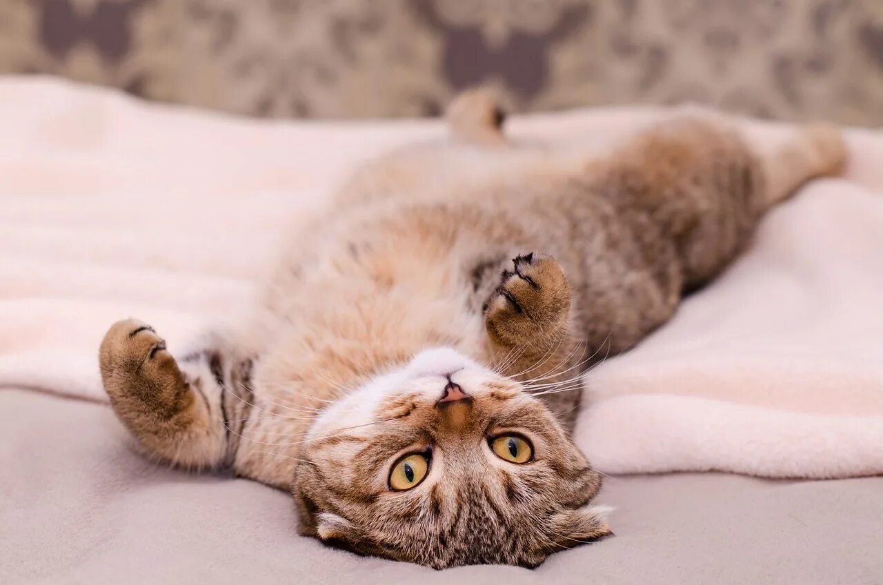 Кот нежится. Кошка лежит на спине. котик лежит на спине. кот лежит. кот валяется.