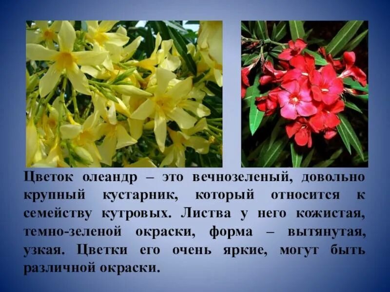 Олеандр обыкновенный описание. Растение олеандр обыкновенный. Олеандр обыкновенный ядовитое. Олеандр гибридный. Олеандр куст.