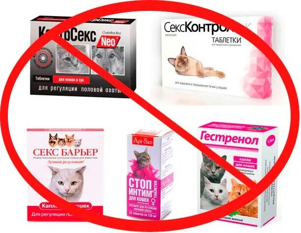 Можно ли кошке обезболивающее. Таблетки для стерилизации кошек. Кот и таблетки. Гормональные препараты для кошек. Таблетки для стерилизации собак.