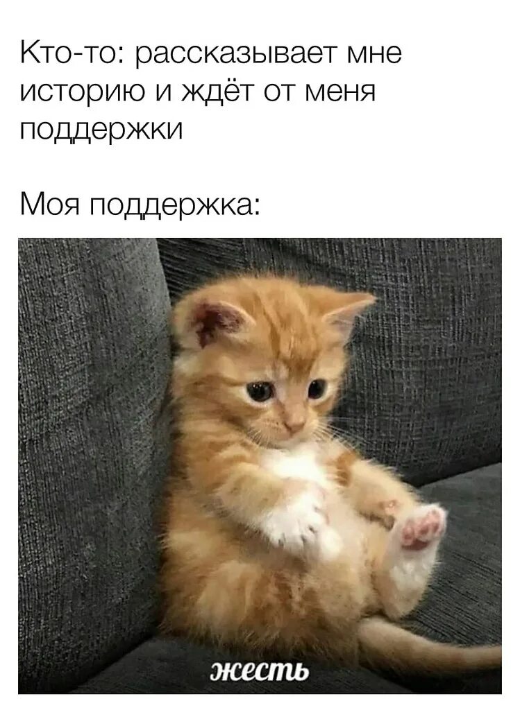 Голодный и злой он молча прошел. Мемы с котиками. Жесть котик Мем. Моя поддержка.