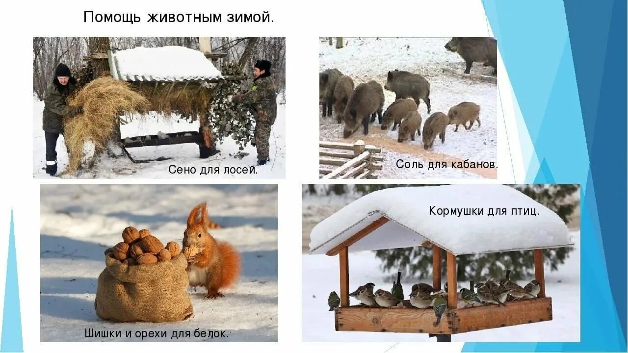 Как спасти животных зимой. Поможем животным зимой. как помочь животным зимой. как люди помогают животным зимой. как поморч жевотнам в зисмнейэ время.
