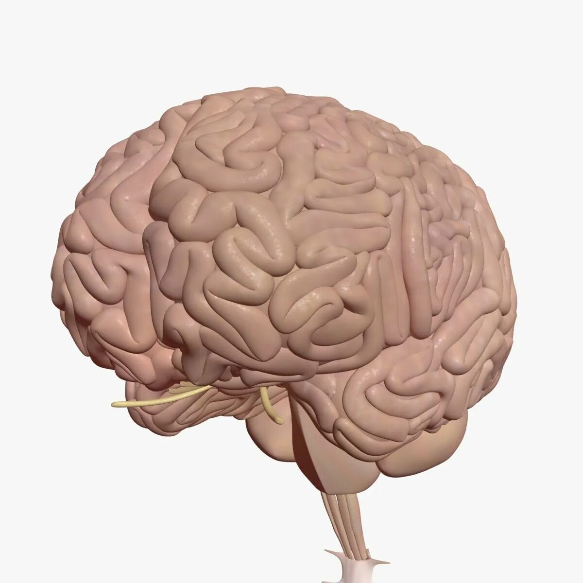 Brain model. Таламус 3д. Таламус 3д модель.