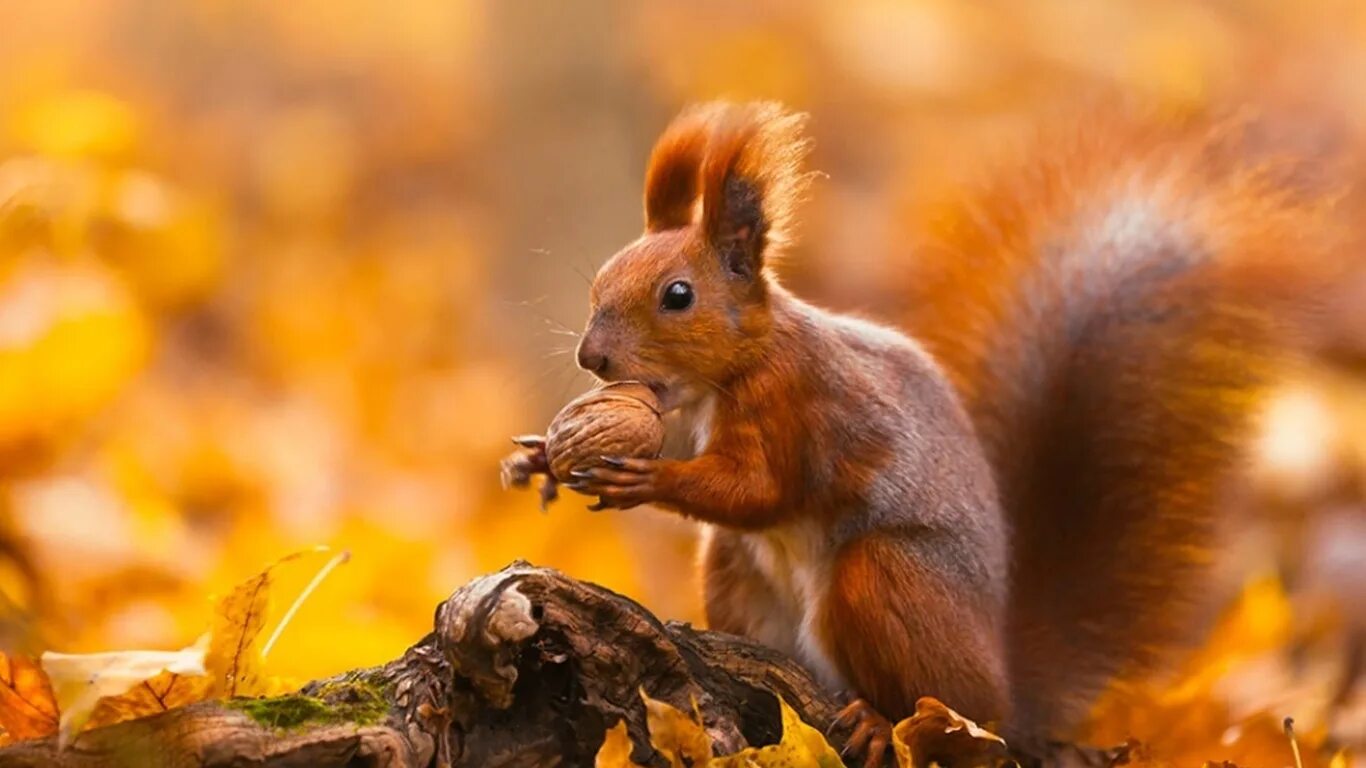 белка с орешками. заставка на рабочий стол осень. осень белка. белка с грибом. осенняя белочка.