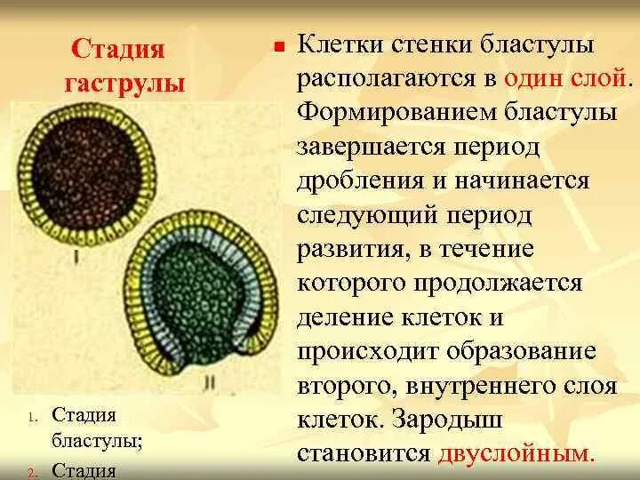Зигота морула бластула гаструла нейрула. Клетки гаструлы. Клетки бластулы и гаструлы. Клетки бластулы и гаструлы. Онтогенез бластула гаструла.