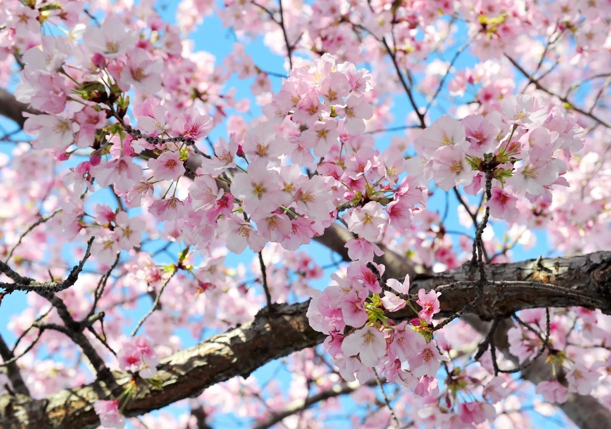 Cherry blossom отзывы. Черри блоссом дерево. Сакура черри блоссом дерево. Сакура вишня. Черри блоссом май.