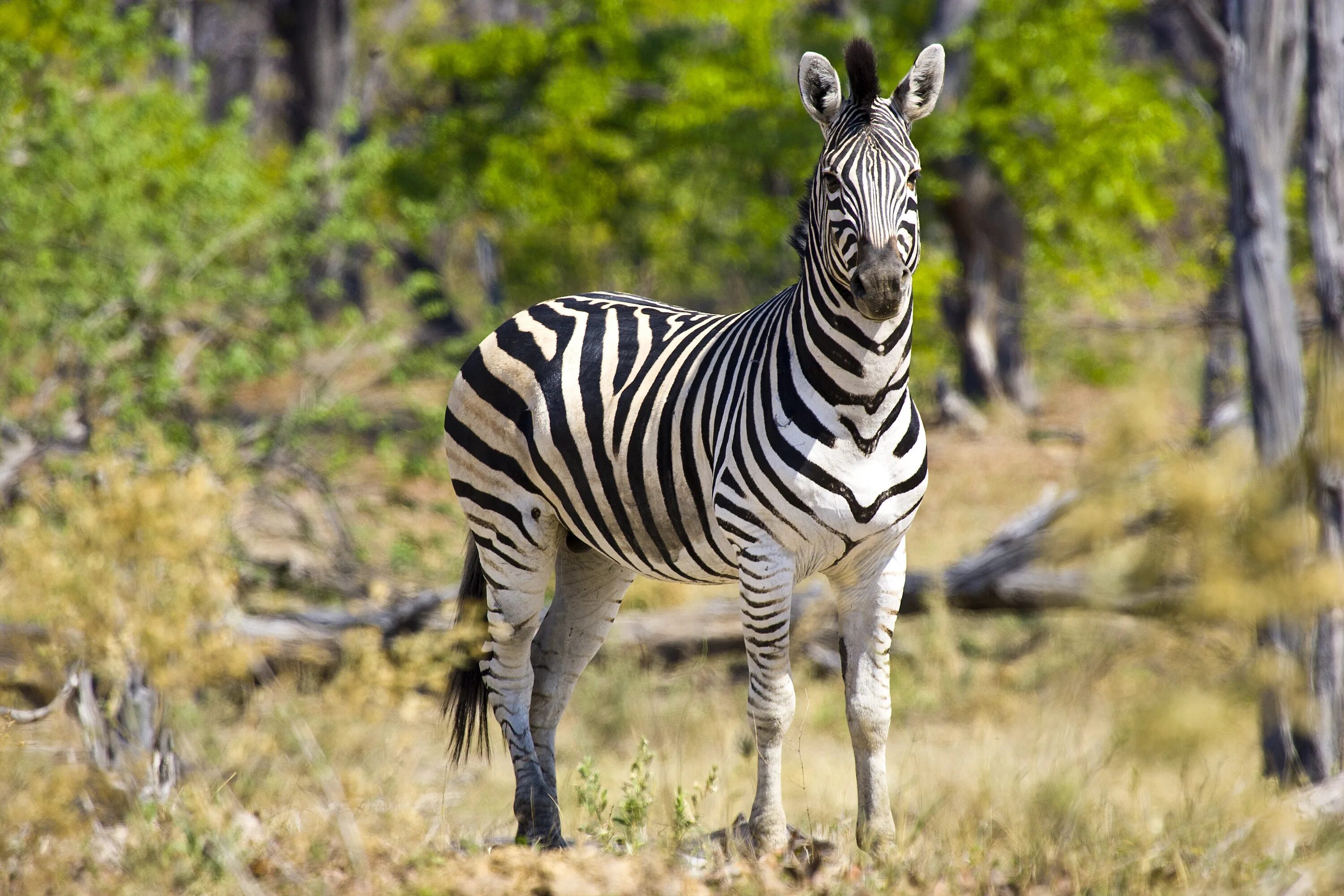Зебра в Африке. Непарнокопытные зебры. Дикая Калахари зебры Южной Африки. Горная Капская Зебра. Зебра живет в африке