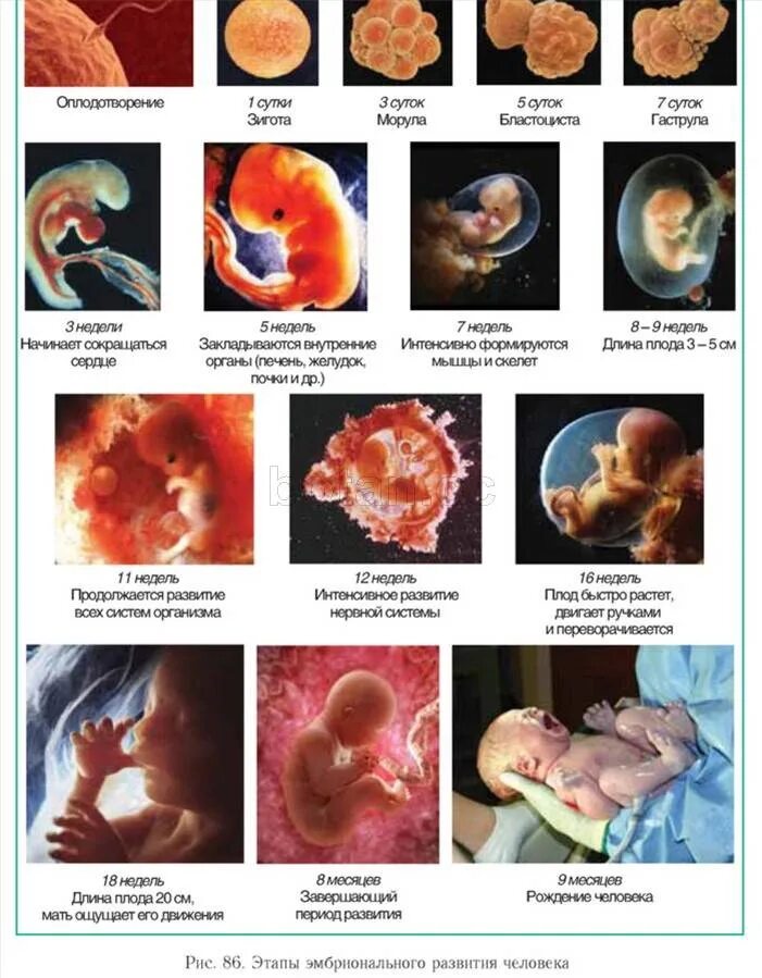 Эмбрион на какой неделе. Как выглядит эмбрион человека по месяцам. Стадии развития эмбриона человека по неделям. 12 Сутки развития эмбриона. Этапы эмбрионального развития человека по неделям.