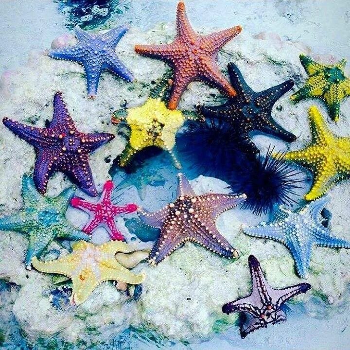 Морские звезды на дне. Занзибар морские звезды. Разноцветные морские звезды. Морская звезда красивая. Морская звезда в море.