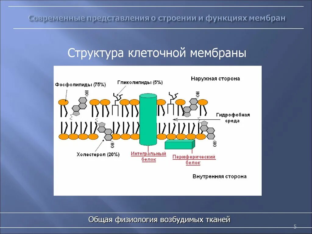 Современные представления о строении и функции мембран. Строение мембраны физиология. Строение и функции биологических мембран физиология. Строение возбудимых мембран. Организация биологических мембран