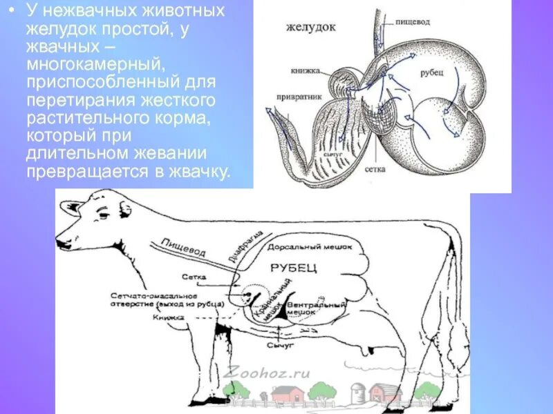 Пищевод млекопитающих. Строение многокамерного желудка КРС. Многокамерный желудок жвачных парнокопытных. Жвачные парнокопытные пищеварительная система. Строение пищеварительной системы жвачных парнокопытных.