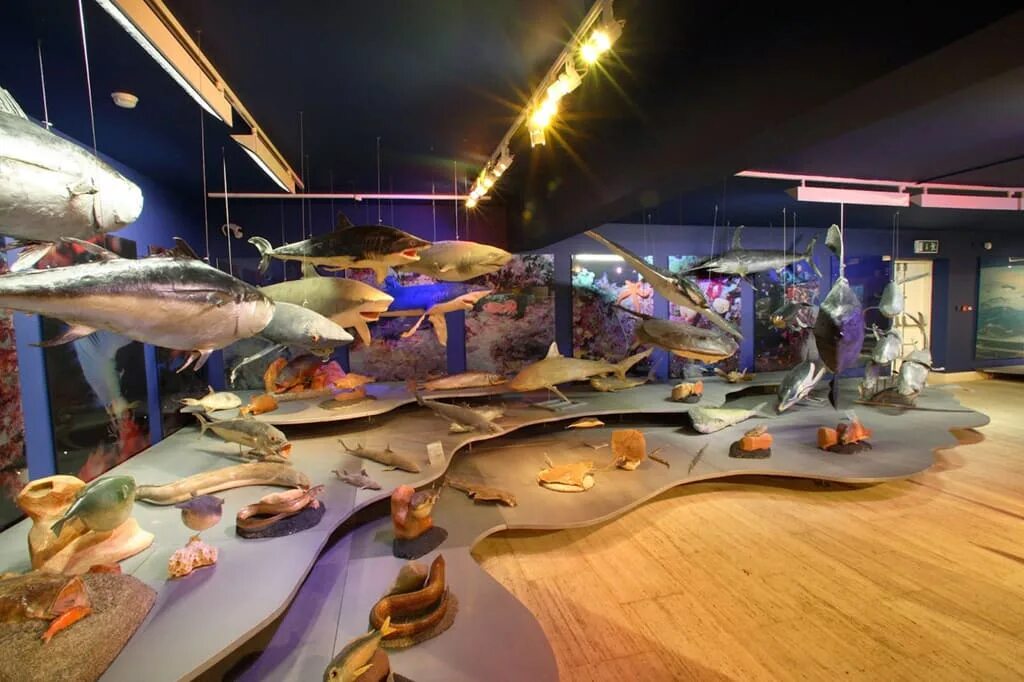 Сайт музея морского корпуса петра великого. The maritime museum (морской музей) копенгаген. Морские выставки музеи. Музеи калининграда музей мирового океана. Спбгу музей раковина тридактна.