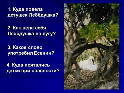 Стихотворение есенина лебедушка