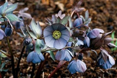 Blooming plants