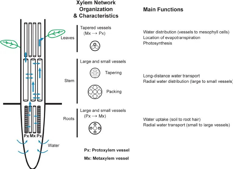 Xylem. Xylem Vessels. Горизонтальный насос Xylem cz. Xylem Vessels and phloem Vessels. Main characteristics