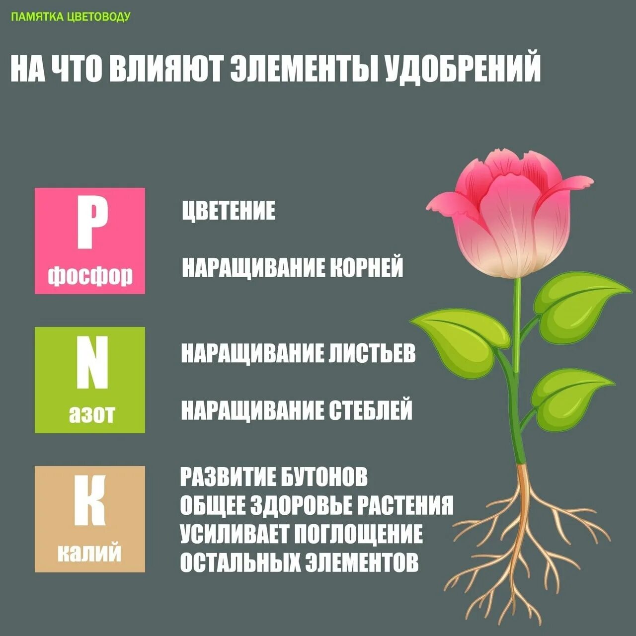 Функции цветения