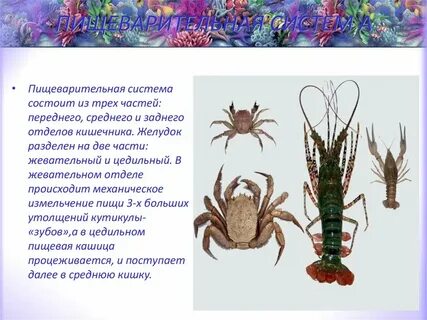 Многообразие ракообразных