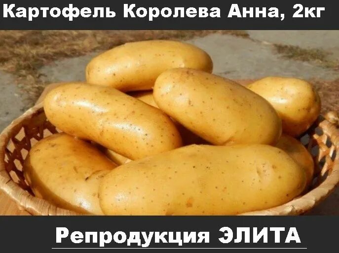Картофель: ранние и ультраранние сорта, способы посадки в мешках, под сено и гре