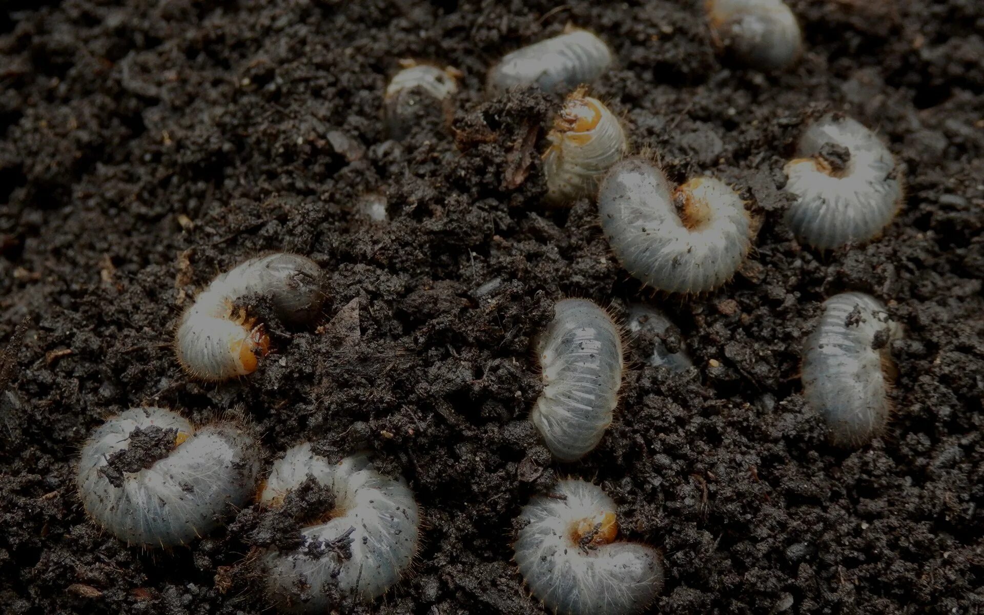 Личинки корень. Гусеница черви опарыши. Кокон майского жука. Личинки навозного червя. Серые личинки в почве.