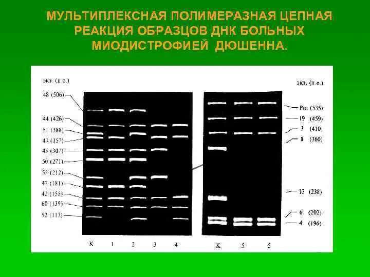 Материал пцр полимеразную цепную. Мультиплексная пцр. мультиплексная (мультипраймерная) пцр. полимеразная цепная реакция. полимеразная цепная реакция (пцр).