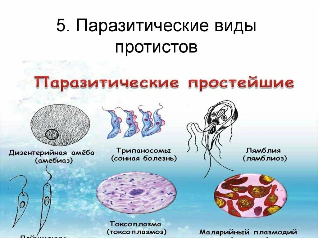 Инфекции вызванные простейшими. Паразитические формы простейших. Паразитические простейшие таблица. Одноклеточные паразиты. Паразитические простейшие паразиты.