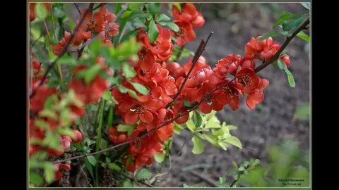 Айва японская фото и описание кустарника