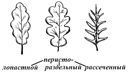 Перисто рассеченная форма листа. Лопастные раздельные рассеченные листья. Перисто лопастная форма листа. Форма листа дуба перисто лопастный. Форма листовой пластинки перисто-лопастная.