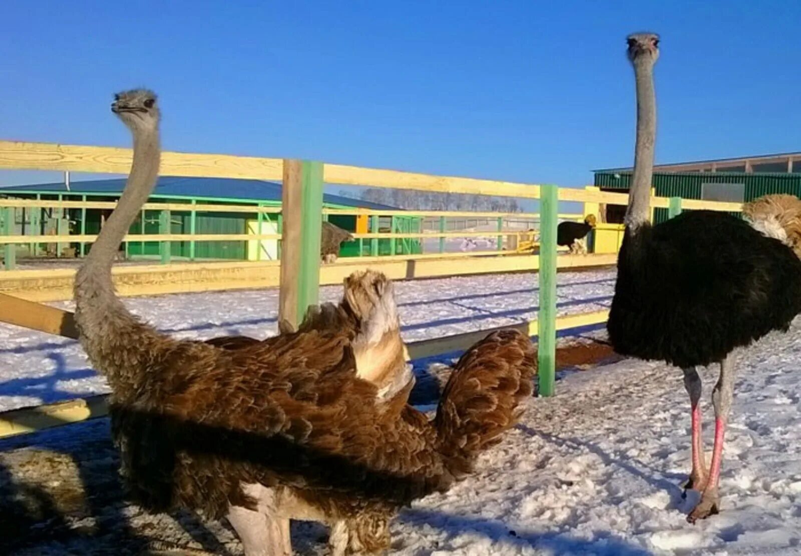 Страусиная ферма красноусольск. Страусиная ферма башкортостан. Фермерское хозяйство «великолепный страус» - инзелга. Страусиная ферма башкортостан. Страусиная ферма в башкирии красноусольск.