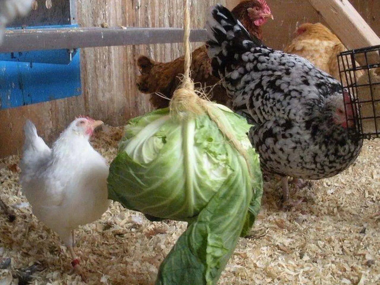 Чтоб куры неслись. Куры в птичнике. куры несушки зимой. куры несутся. домашние кормления кур.