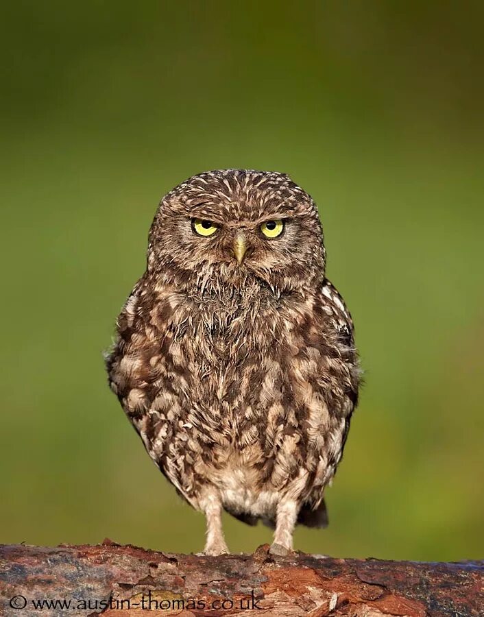 Виноватые животные. Обиженные звери. А неколобок ди ты часом?. Обиженная горилла. Обиженные звери.