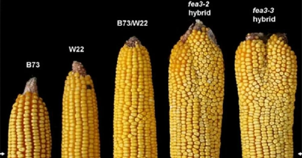 Как отличить молодую от старой. Початки кукурузы древних сортов. ЧЕРЕЗЗЕРНИЦА кукурузы. Мутации кукурузы. Генетически модифицированная кукуруза.