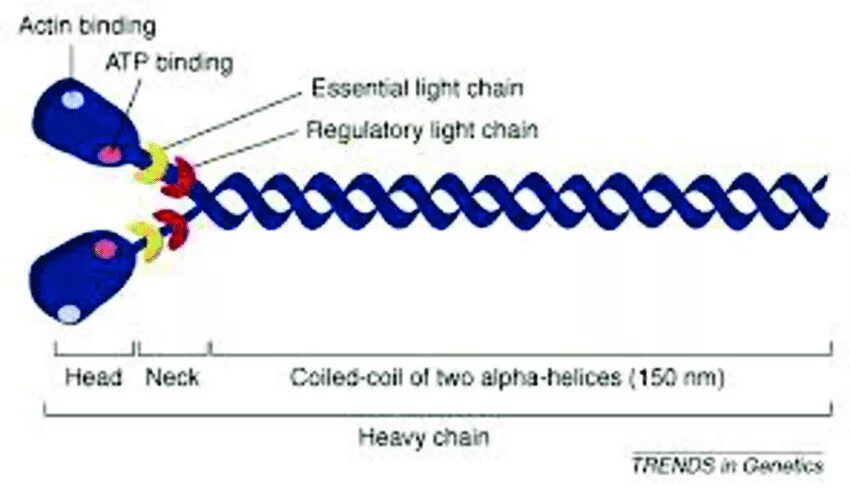 Белок миозин 2. Миозин 2. Миозин 5. Одноголовый немышечный миозин. Isoform of myosin Heavy Chain.