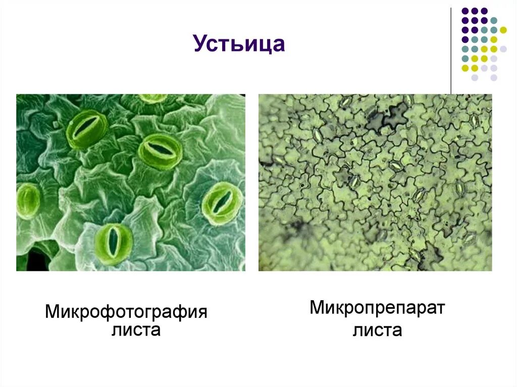 Устье растений. Строение устьиц растений. Устьица на листе микрофотография. Микропрепарат зеленого листа устьица. Строение устьица листа.