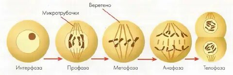 Биология фазы митоза