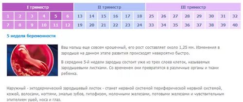 5 недель 3 дня сколько дней. Триместры беременности по неделям. Недели беременности по месяцам. Сроки беременности по неделям и месяцам. Триместры беременности по месяцам и неделям.